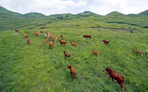 贵州关岭牛首获深圳牛肉质量A+级认定